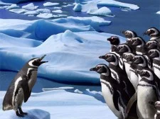 Penguins Slide